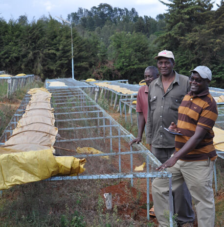 Friskristetkaffe Kenya AA-Plus Kijani Kiboko