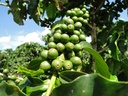 Grønne bær Colombia Huila Los Hibiscos