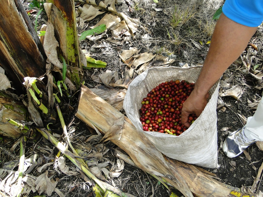 Kaffebær Colombia Huila Los Hibiscos