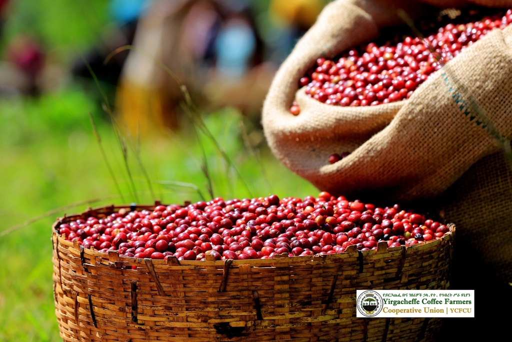 Friskristetkaffe Ethiopien Yirgacheffe