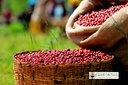 Friskristetkaffe Ethiopien Yirgacheffe