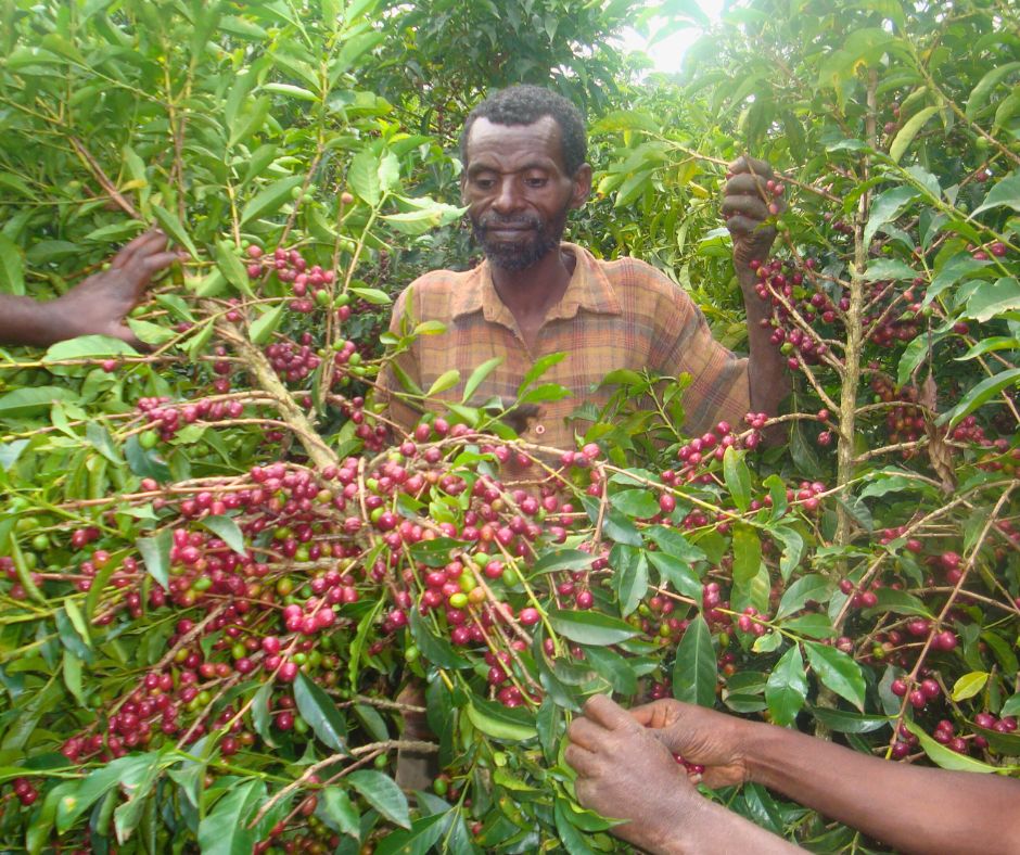 Friskristetkaffe Etiopien Sidamo Grade 2 ØKO