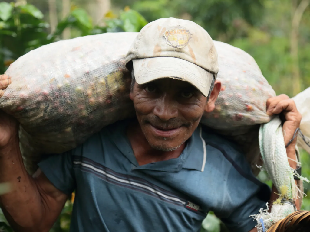 Friskristet kaffe Nicaragua - Finca Pernille