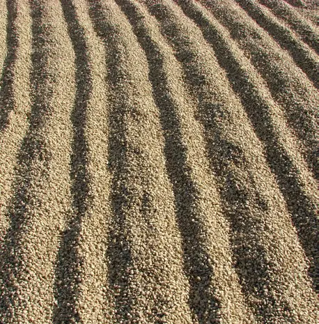 kaffe til tørring i rækker.webp