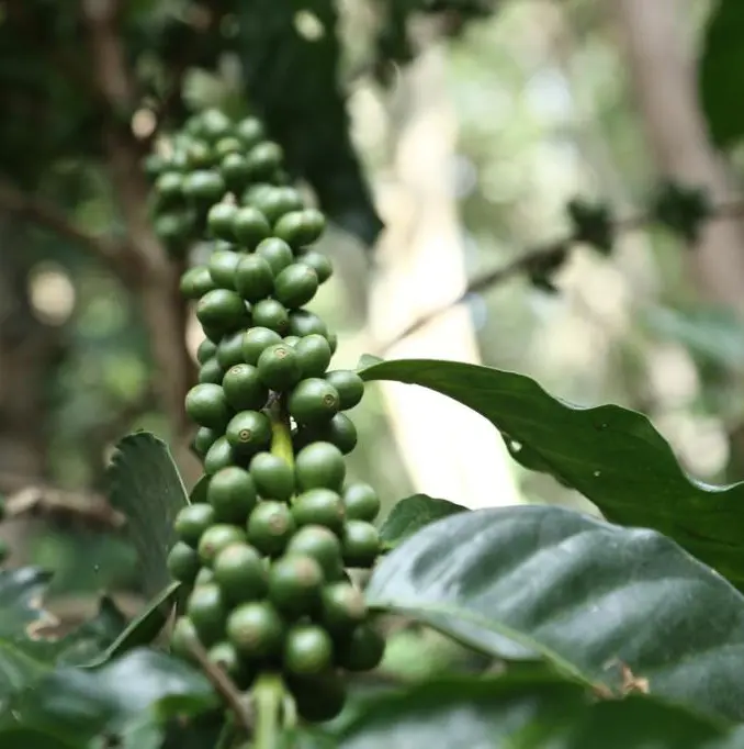 Grønne bønner.webp