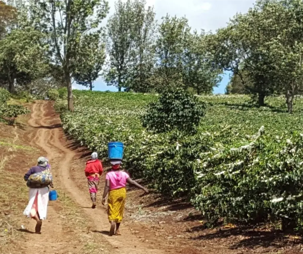 Tanzania på vej til høst.webp