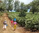 Tanzania på vej til høst.webp
