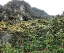 Las amapolas.webp