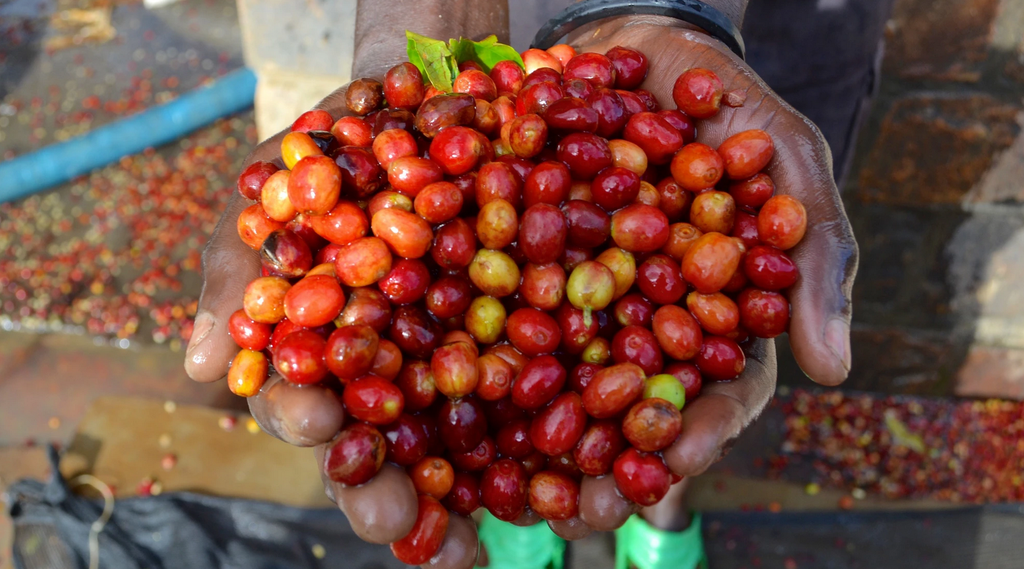 Friskristetkaffe Rwanda 3 African Sisters