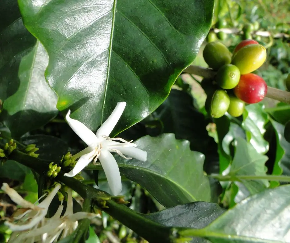 Grønne bønner - Peru Cooperativa Agraria Cedros Café washed arabica Grade 1