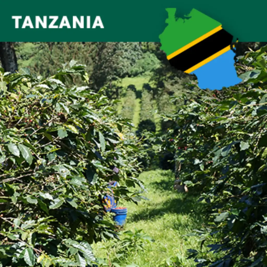 Grønne bønner - Tanzania washed Arabica AA+ Edelweiss Estate