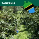 Grønne bønner - Tanzania washed Arabica AA+ Edelweiss Estate